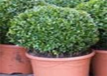 photo buxus