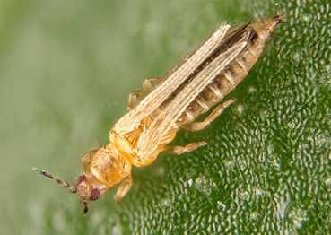NOTHRIPS project