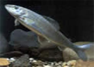 photo thymallus2