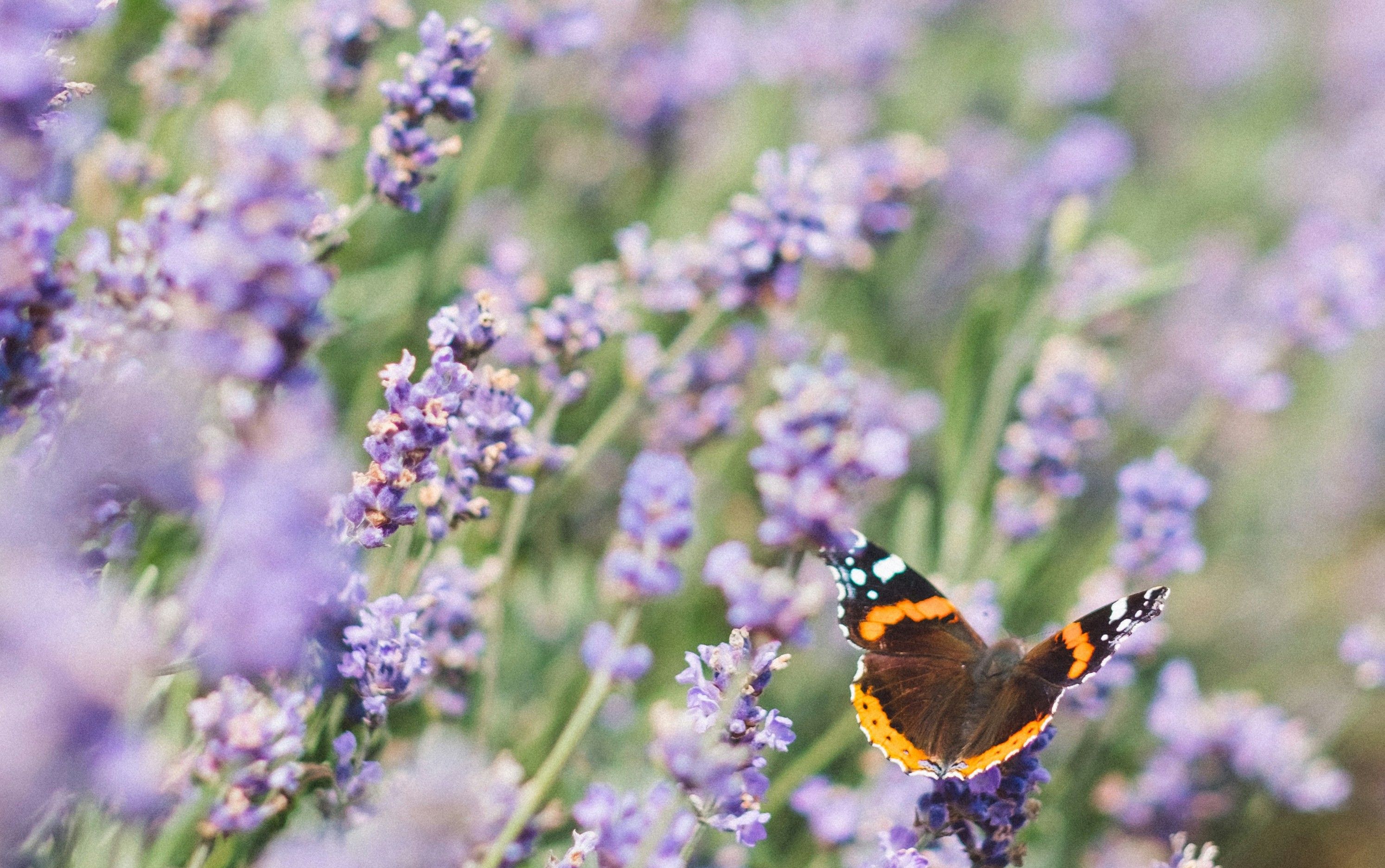 Photo d'un papillon noir et orange en plein vol dans un champ de lavande un peu flouté
