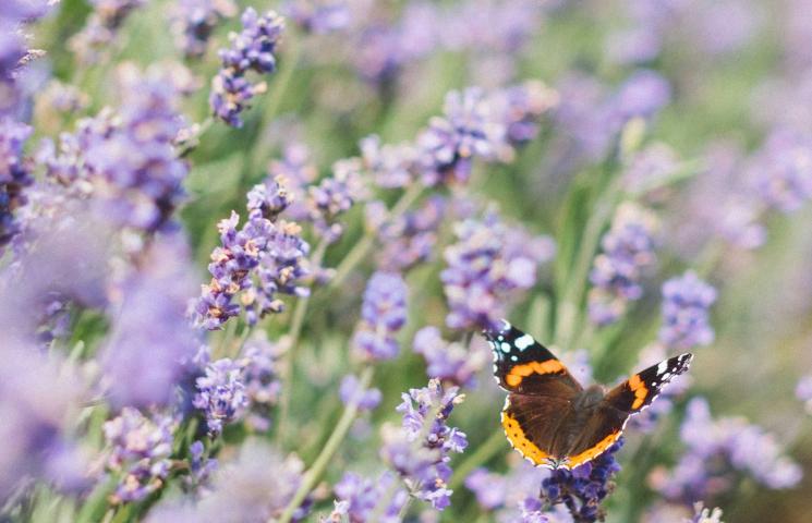 Photo d'un papillon noir et orange en plein vol dans un champ de lavande un peu flouté