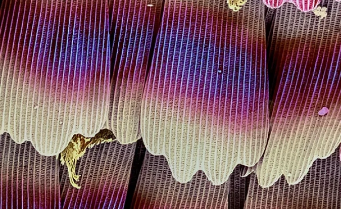 zoom%20papillon_site.jpg